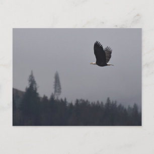 Postal águila en vuelo
