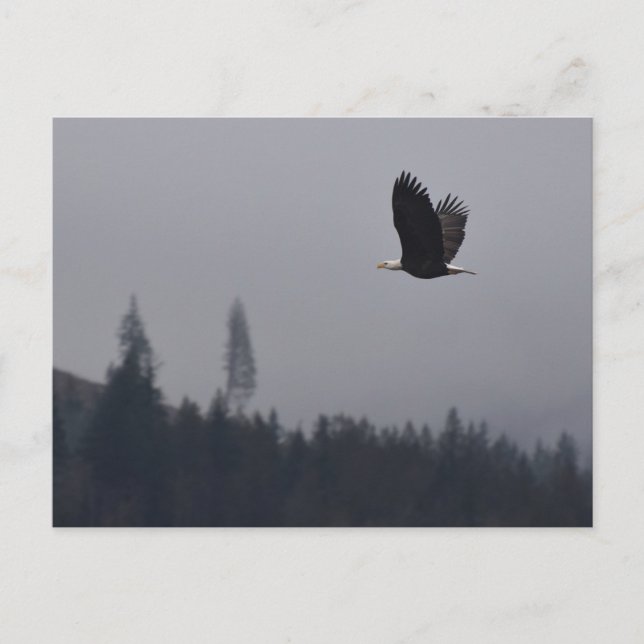 Postal águila en vuelo (Anverso)