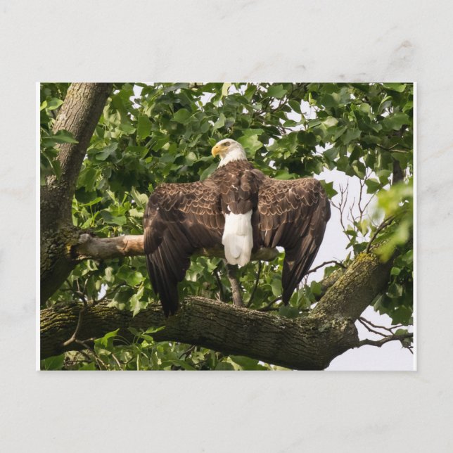 Postal Águila extendida (Anverso)