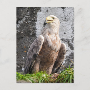 Postal Águila Majestuosa de Cola Blanca Tierras Altas de