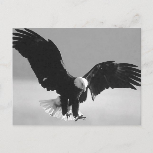 Postal Águila norteamericana negra y blanca (Anverso)