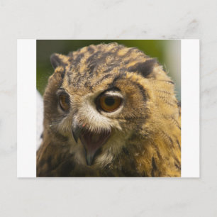 Postal águila owl.jpg