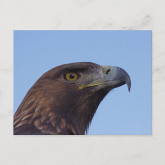 Postal Águila real