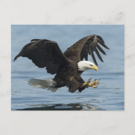 Postal Águila sobre aproximación