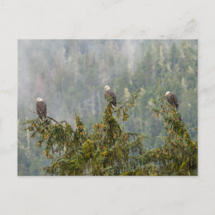 Postal Águilas calvas Bosque nacional de Tongass Alaska