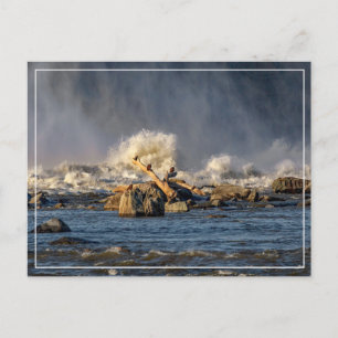 Postal Águilas Y Agua Dulce