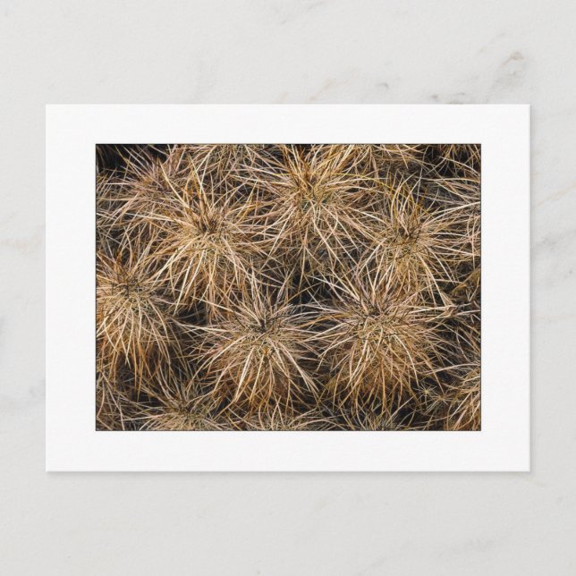 Postal "Agujas y heno apilado" (Anverso)