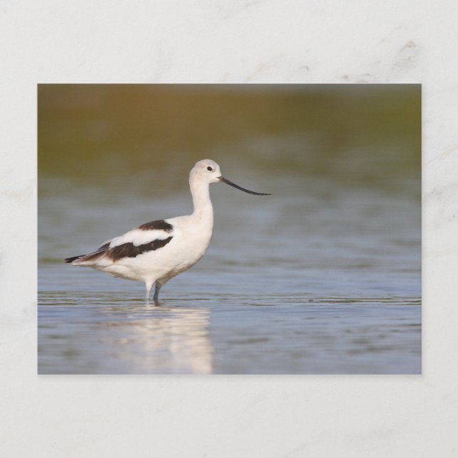 Postal Agujero blanco americano (Anverso)