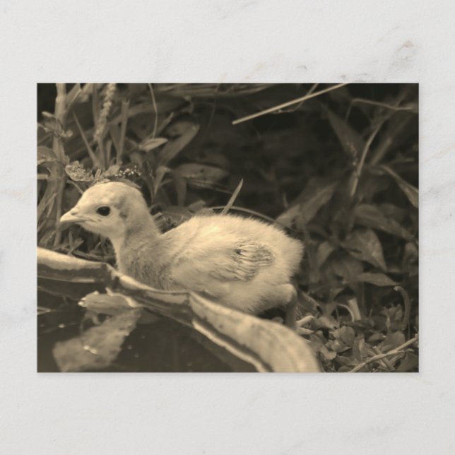 Postal Agujero de agua - (Anverso)