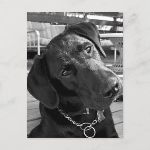 Postal Ahora que tengo tu atención...