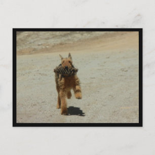 Postal Airedale Dog
