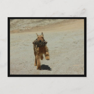 Postal Airedale Dog
