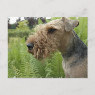 Postal Airedale Postcard