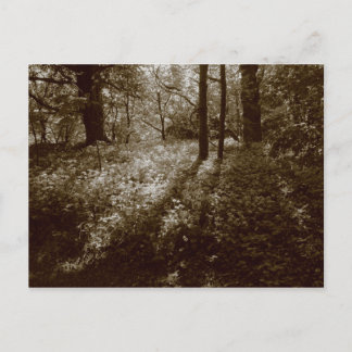 Postal Ajo salvaje en los bosques - Sepia Toned