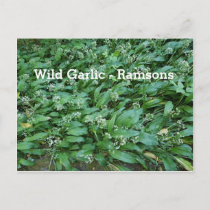 Postal Ajo salvaje - Ramsons