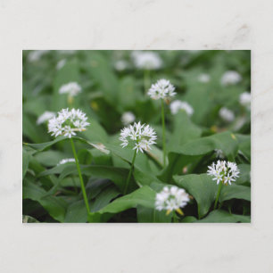 Postal Ajo silvestre o ramsons Allium ursinum