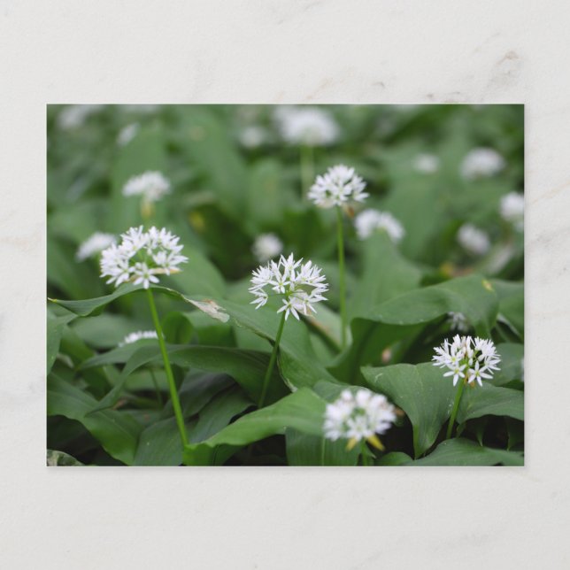 Postal Ajo silvestre o ramsons Allium ursinum (Anverso)