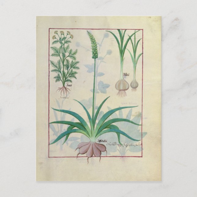 Postal Ajo y otras plantas (Anverso)