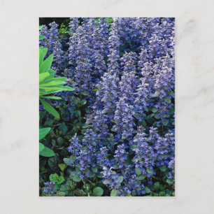 Postal Ajuga reptans