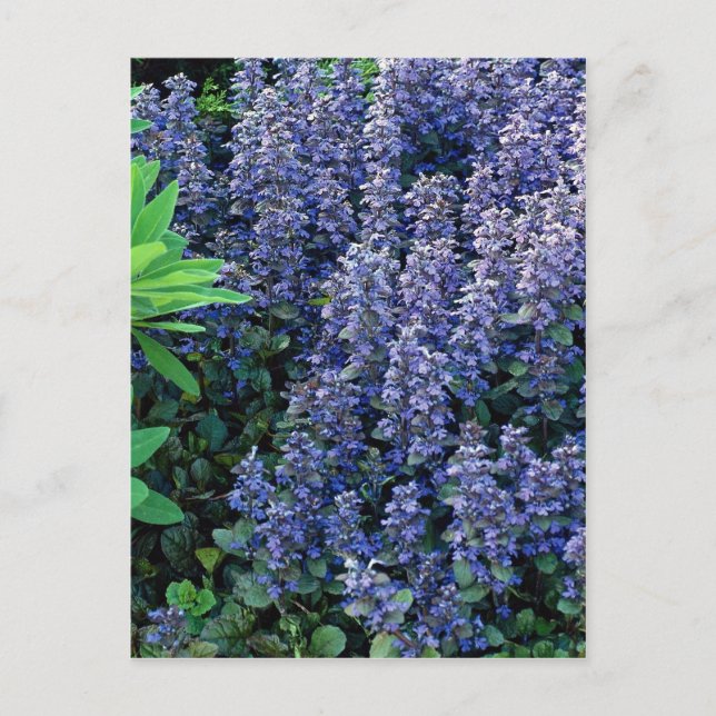 Postal Ajuga reptans (Anverso)