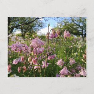 Postal Akeleien Wiese en Apfelbäumen