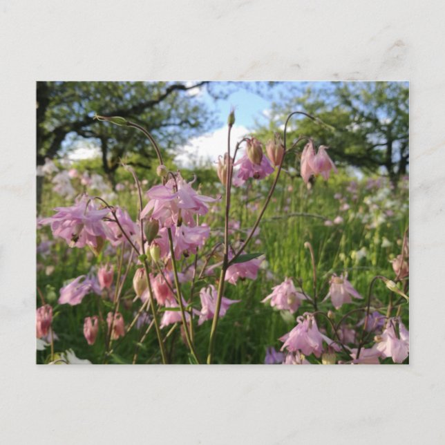 Postal Akeleien Wiese en Apfelbäumen (Anverso)