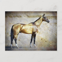 Postal Akhal-teke