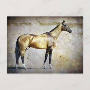 Postal Akhal-teke