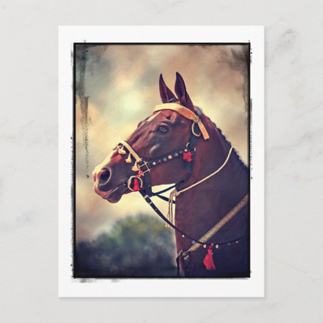 Postal Akhal Teke (Anverso)