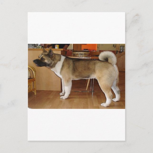 Postal Akita (Anverso)