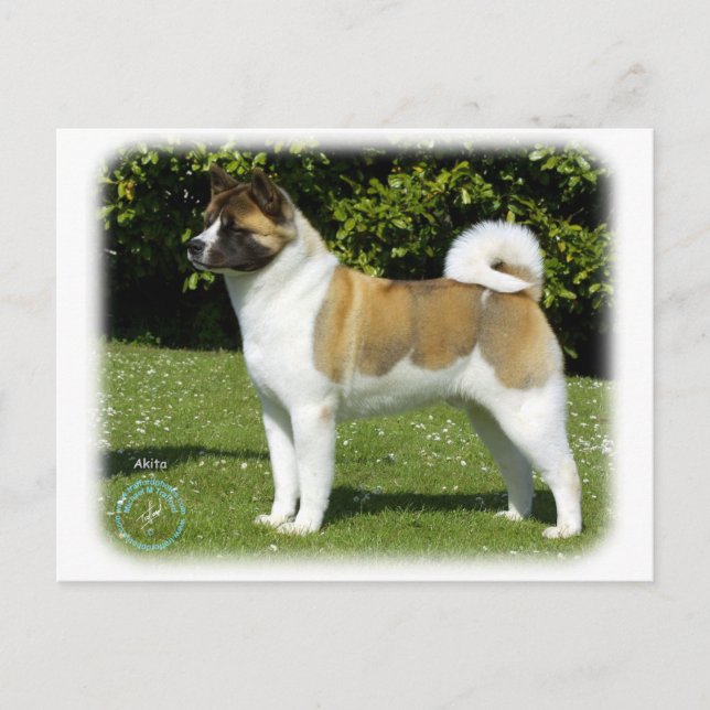 Postal Akita 9R047D-143 (Anverso)