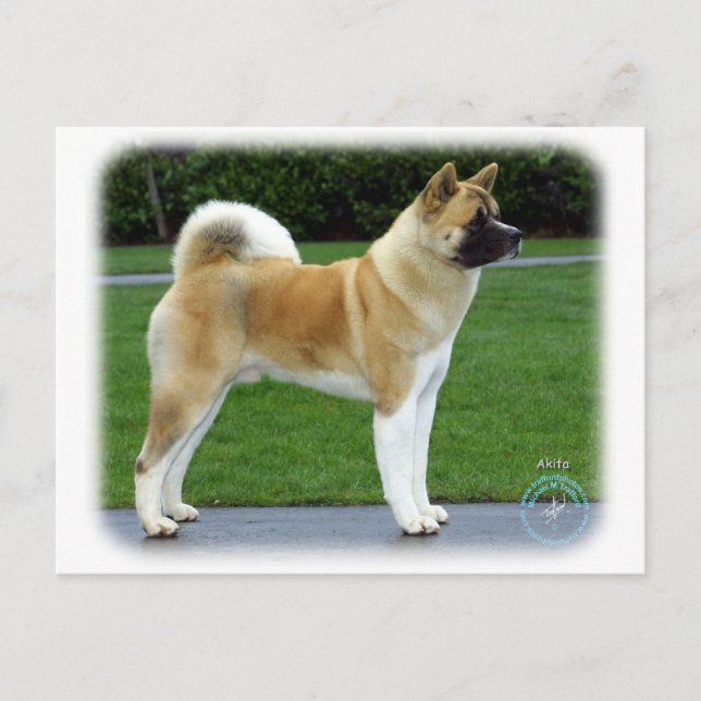 Postal Akita 9T031D-052 (Anverso)