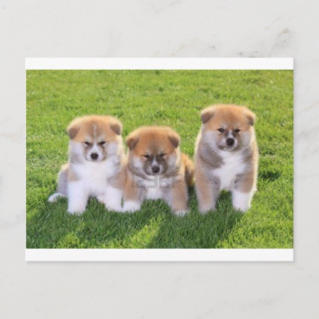 Postal Akita Inu Dog Puppies (Anverso)