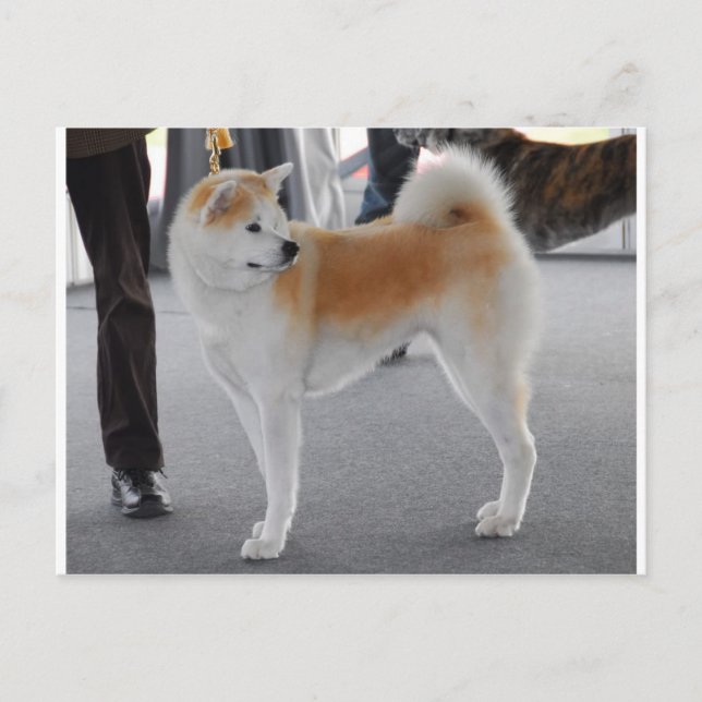 Postal Akita Inu Perro En Un Espectáculo De Perros (Anverso)