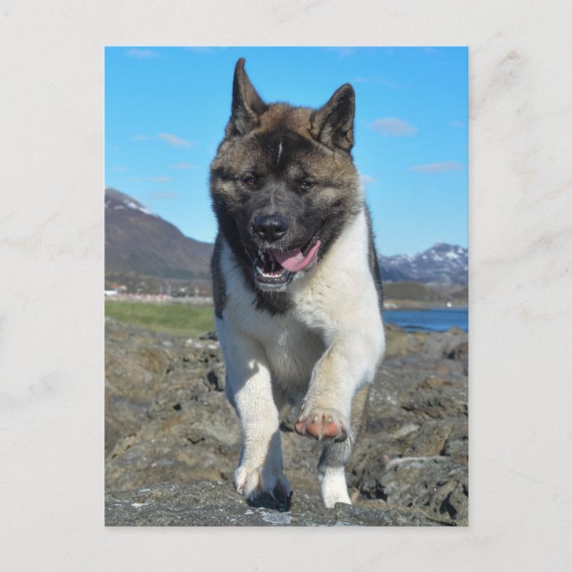 Postal Akita norteamericana (Anverso)