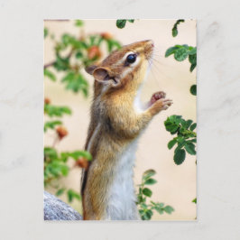 Postal Al alcance - Chipmunk