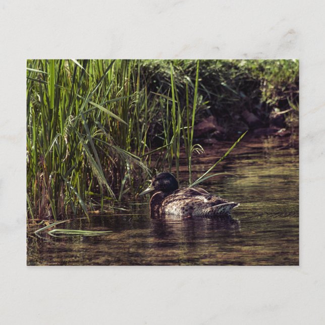 Postal Al borde de Pond (Anverso)