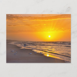 Postal Al menos Terns en una playa de Florida al amanecer