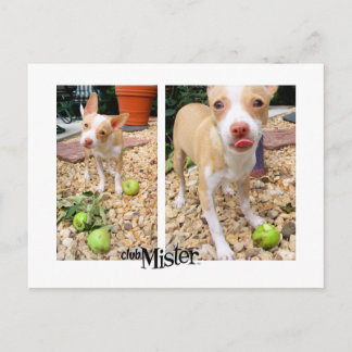 Postal ¡Al Señor Le Gustan Las Manzanas!