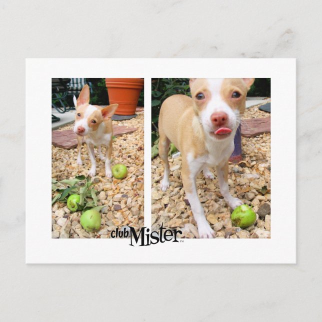 Postal ¡Al Señor Le Gustan Las Manzanas! (Anverso)