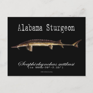 Postal Alabama Sturgeon-Black-Postcard