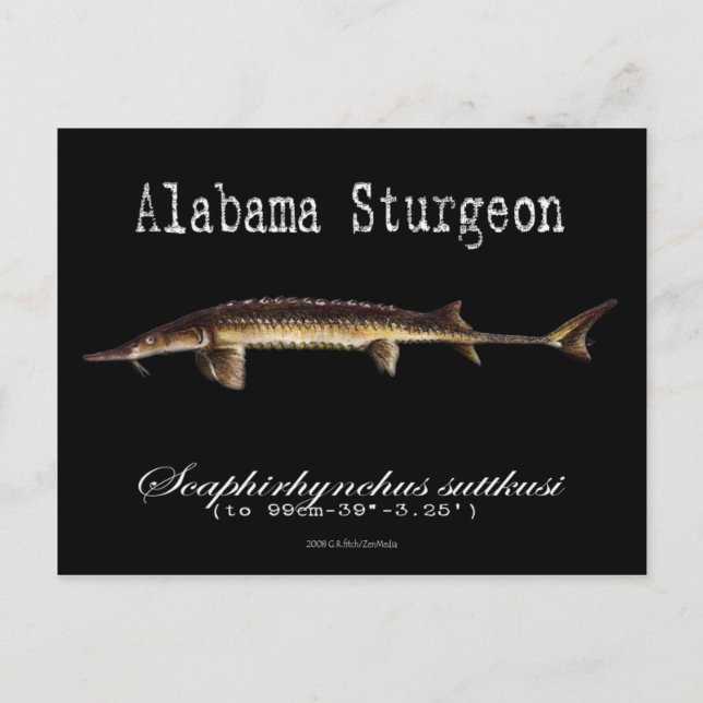 Postal Alabama Sturgeon-Black-Postcard (Anverso)