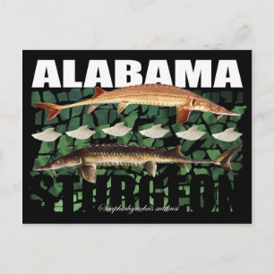 Postal Alabama Sturgeon-Collage-Postcard
