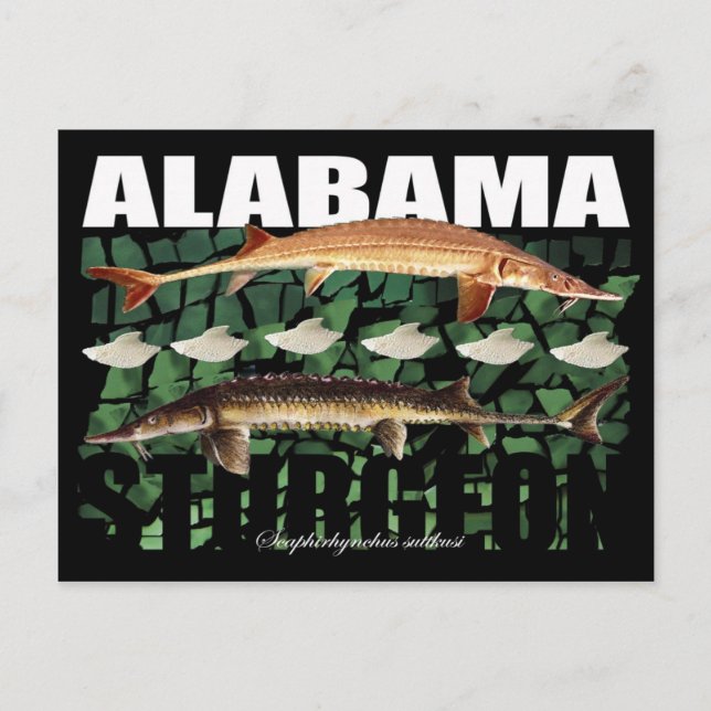 Postal Alabama Sturgeon-Collage-Postcard (Anverso)