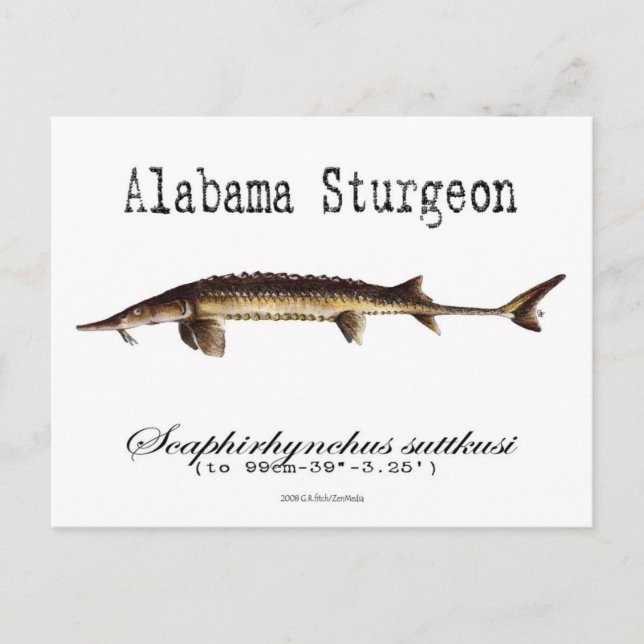 Postal Alabama-White-Postcard (Anverso)