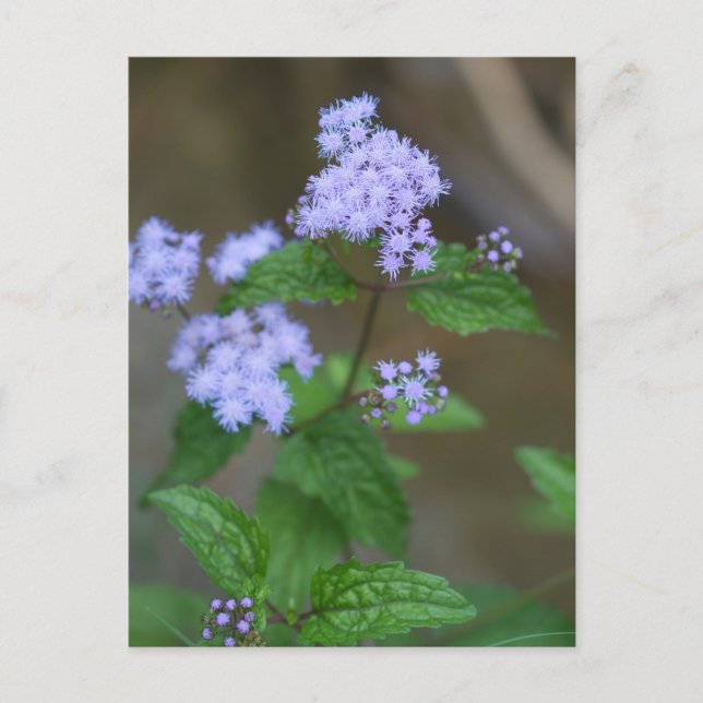Postal Alabama Wild Lavender Ageratum Wildflowers (Anverso)