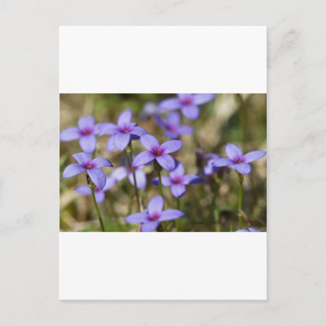 Postal Alabama Wildflower Tiny Bluet - Houstonia pusilla (Anverso)