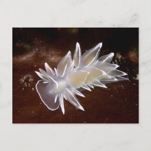 Postal Alabaster Nudibranch - Postcard