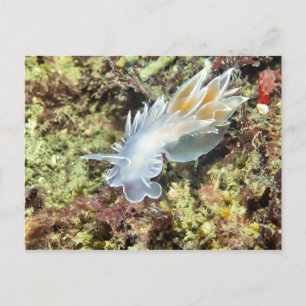Postal Alabaster Nudibranch - Postcard