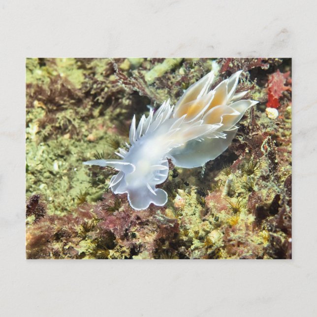 Postal Alabaster Nudibranch - Postcard (Anverso)